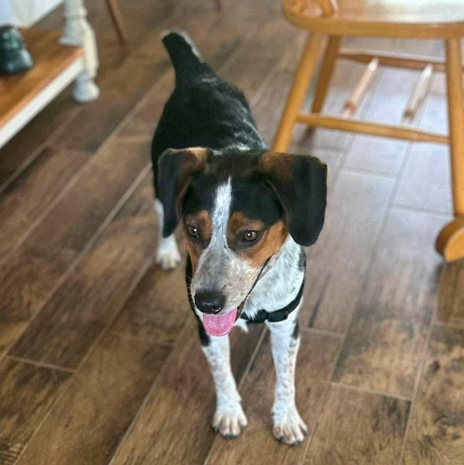 Enlarge Timber, a Adoptable mixed breed in Stoughton, MA image 2/4