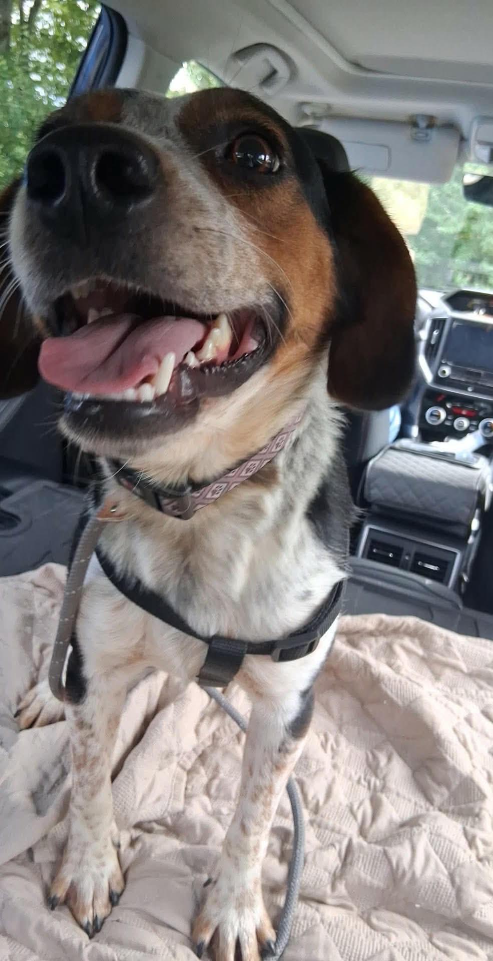 Enlarge Timber, a Adoptable mixed breed in Stoughton, MA image 4/4