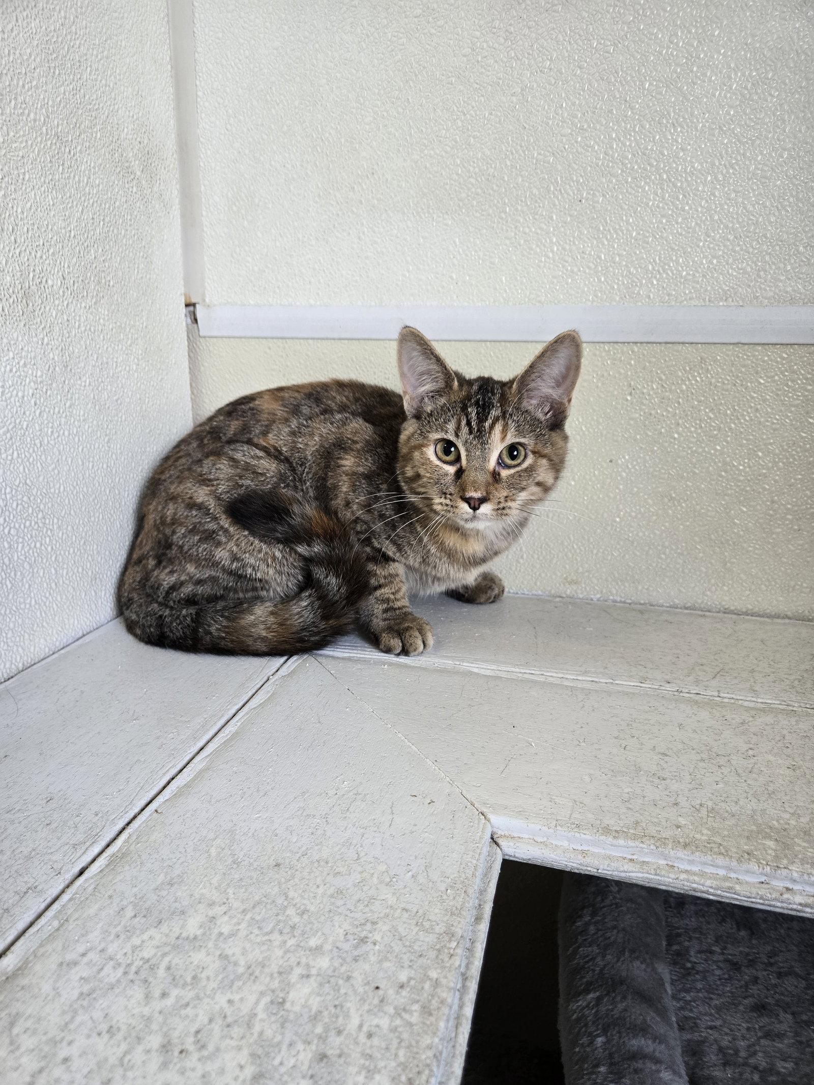 Allie, Adoptable, Young Female Calico.