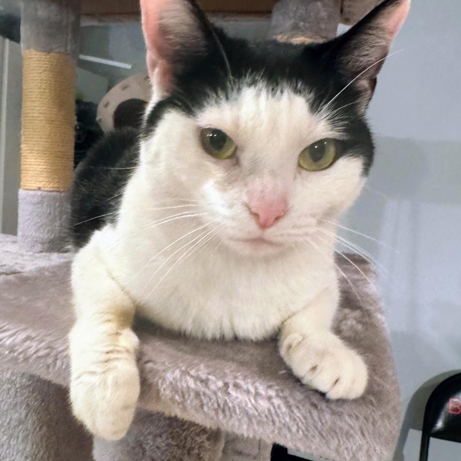 Maisie, a Adoptable American Shorthair in Staten Island, NY image 2/4
