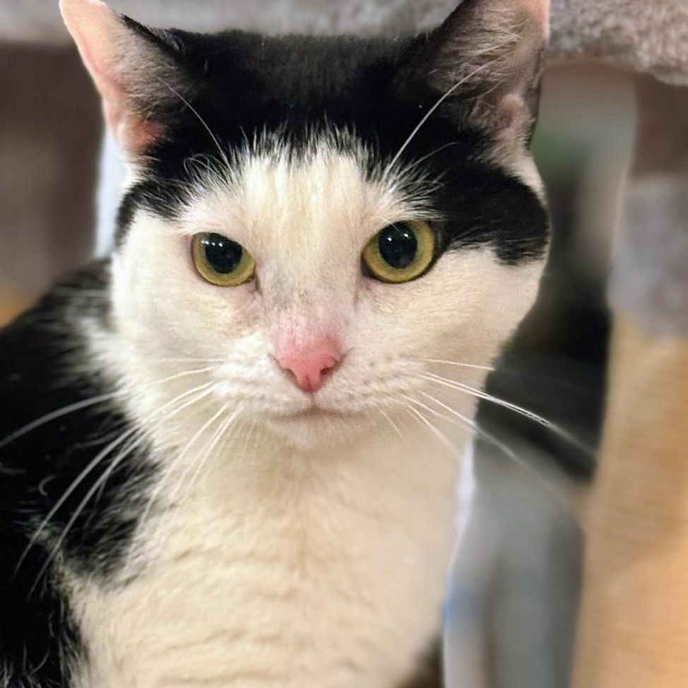Maisie, a Adoptable American Shorthair in Staten Island, NY image 3/4