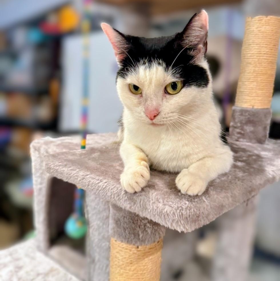 Maisie, a Adoptable American Shorthair in Staten Island, NY image 4/4