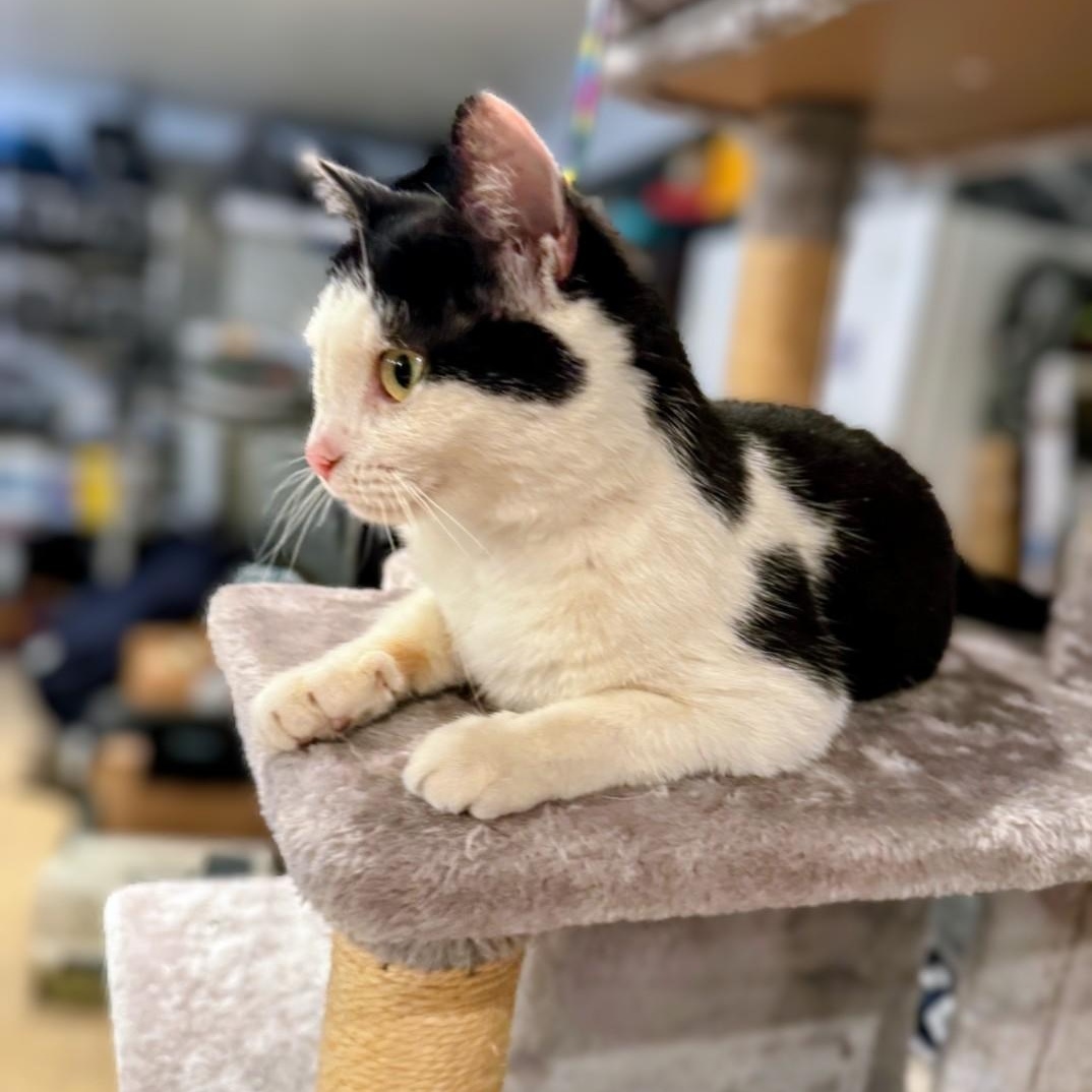 Maisie, a Adoptable American Shorthair in Staten Island, NY image 1/4