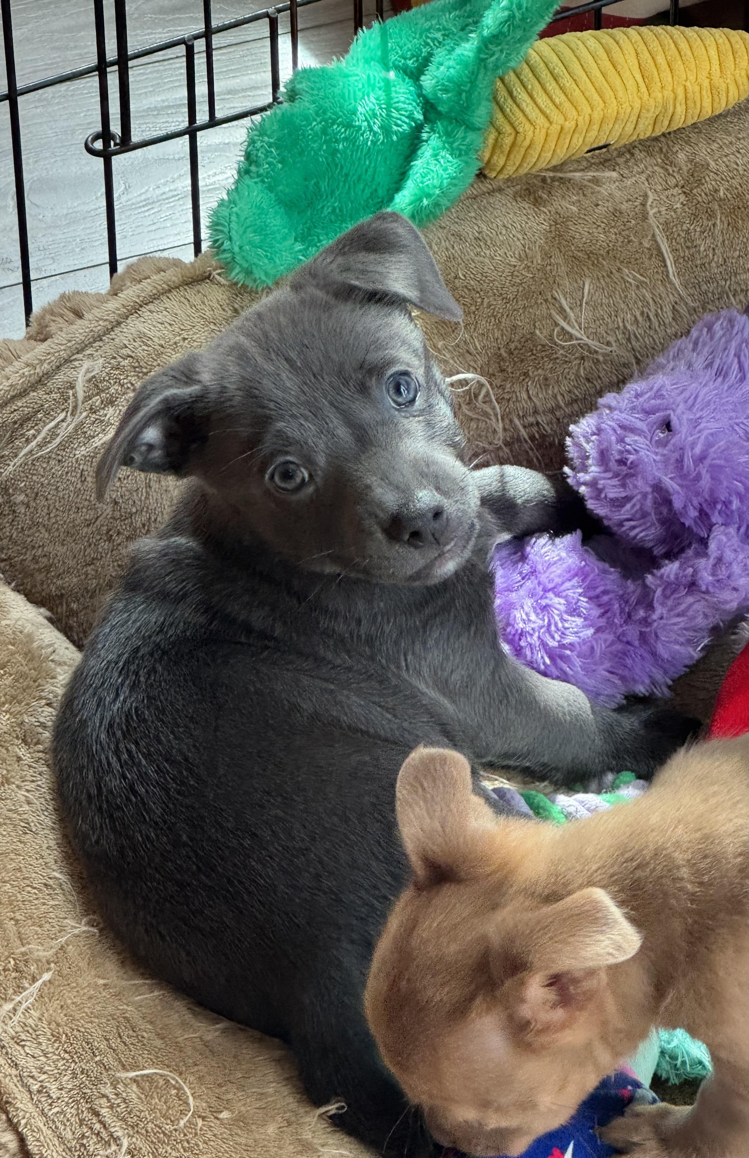 Aperol Spritz, a ADOPTABLE mixed breed in Lacey, WA image 6/6