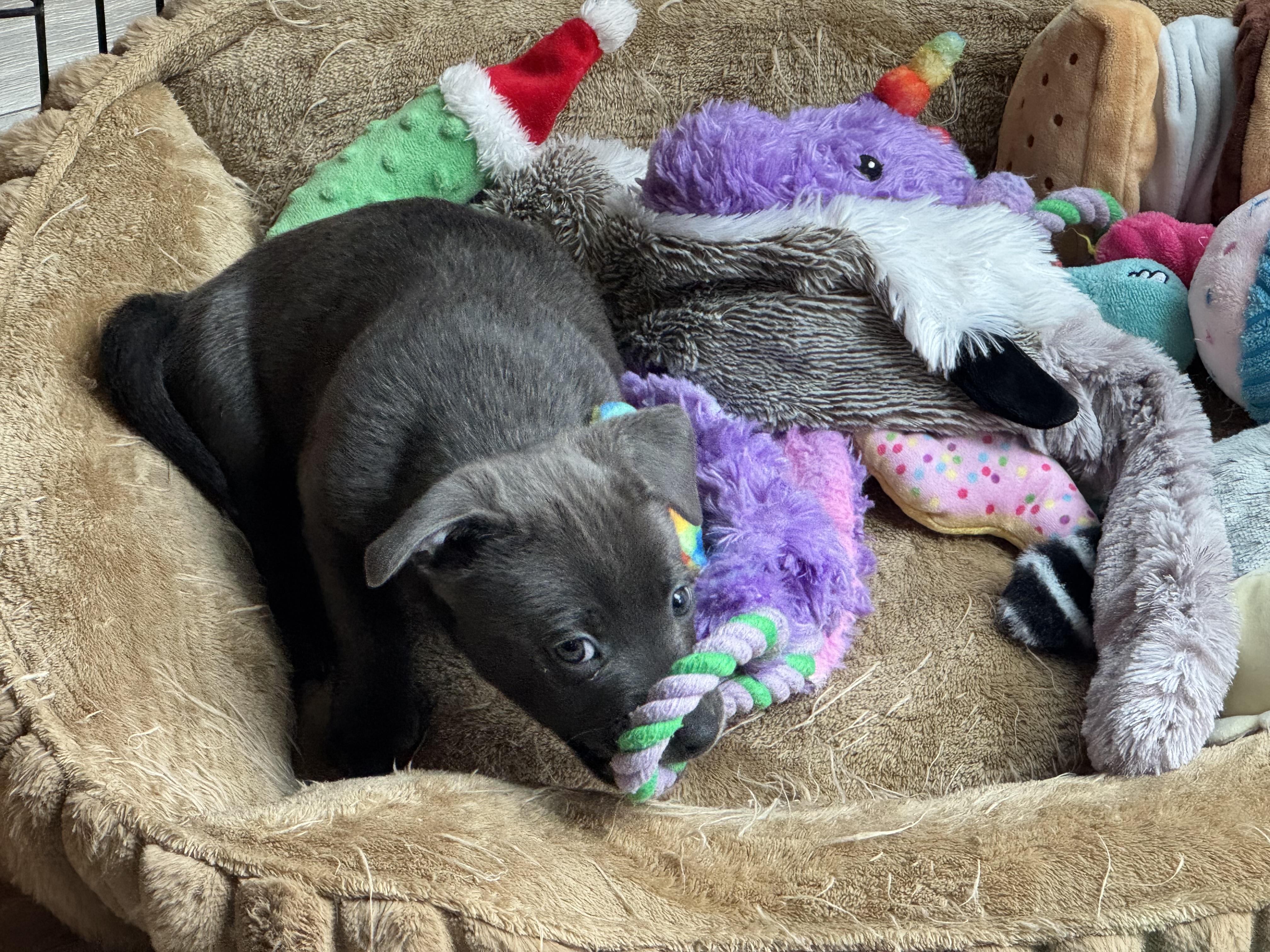 Aperol Spritz, a ADOPTABLE mixed breed in Lacey, WA image 2/6