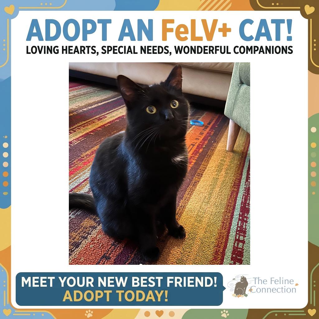 Sous Chef (FeLV), adoptable, Adult Female Domestic Short Hair.
