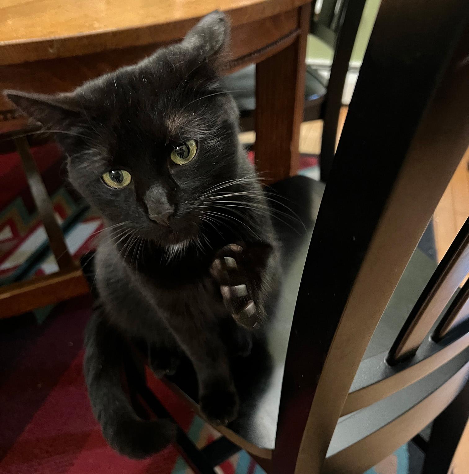 Sous Chef (FeLV), an adoptable Domestic Short Hair in Fair Haven, VT image 2/3