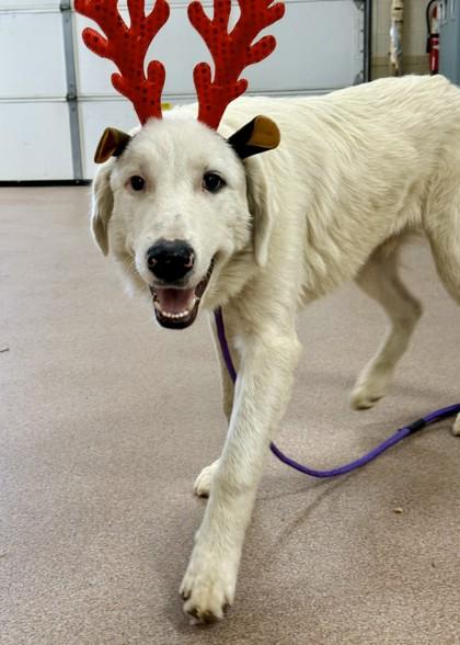 Oso, Adoptable, Young Male Great Pyrenees & Mixed Breed.