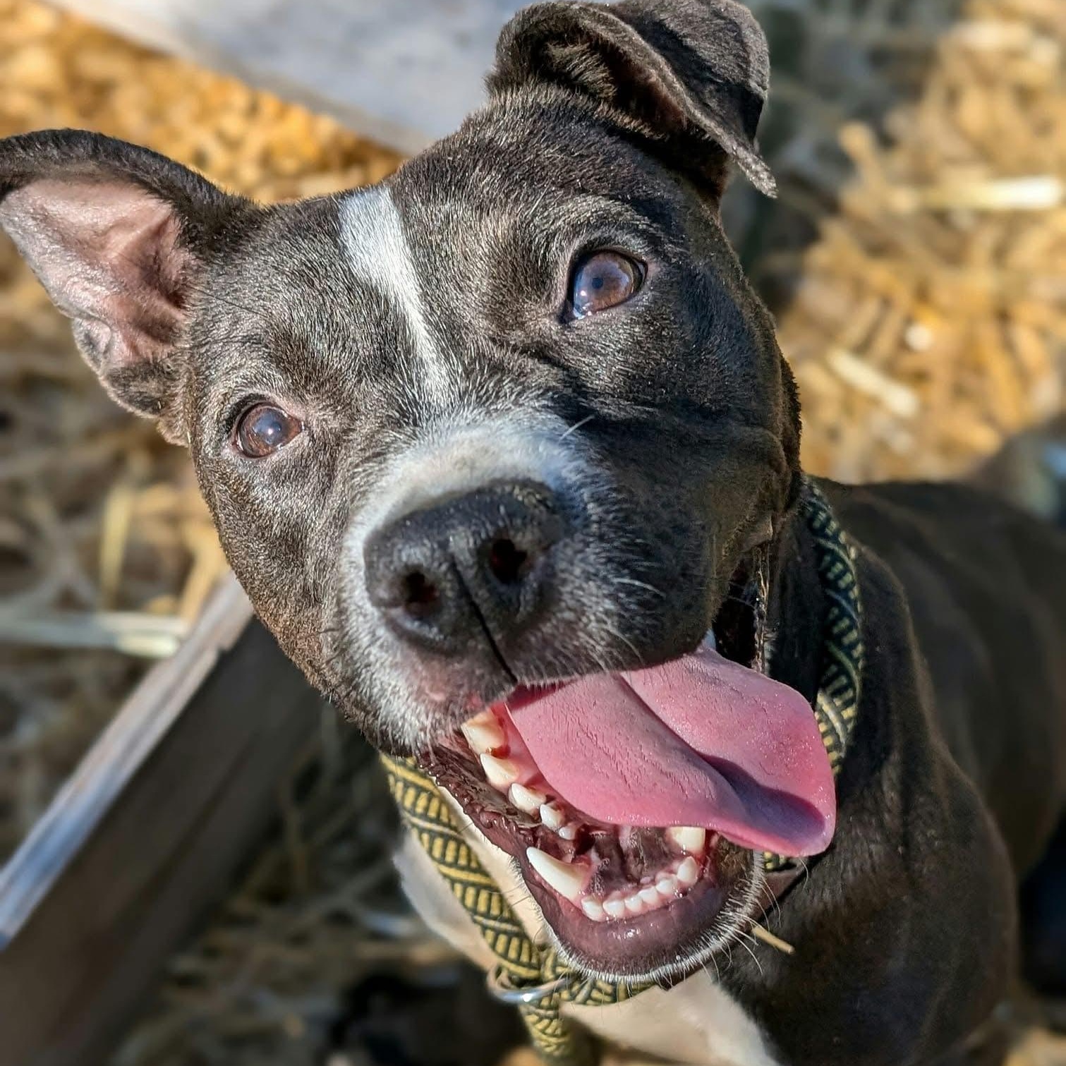 Ski, a Adoptable Pit Bull Terrier in Chicago, IL image 2/6