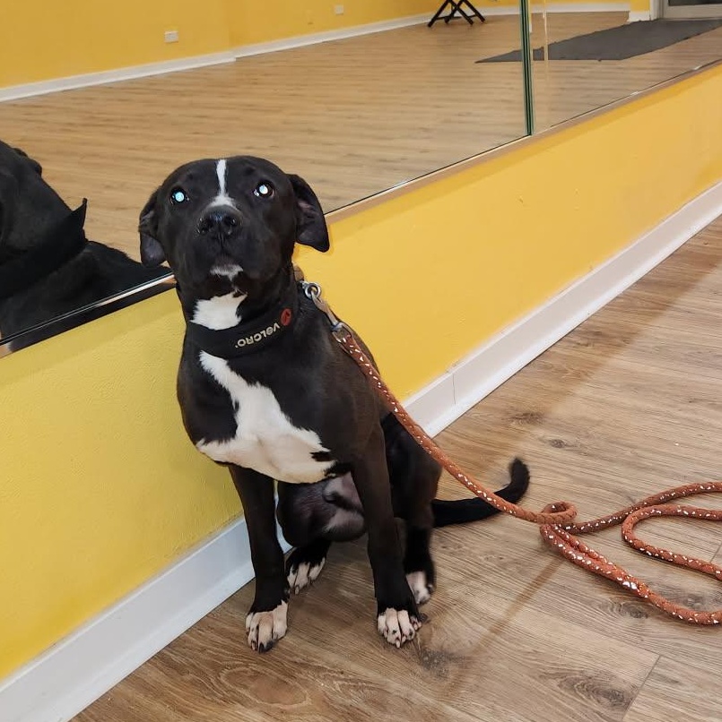 Ski, a Adoptable Pit Bull Terrier in Chicago, IL image 3/6