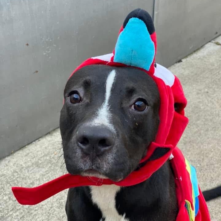 Ski, Adoptable, Adult Male Pit Bull Terrier.