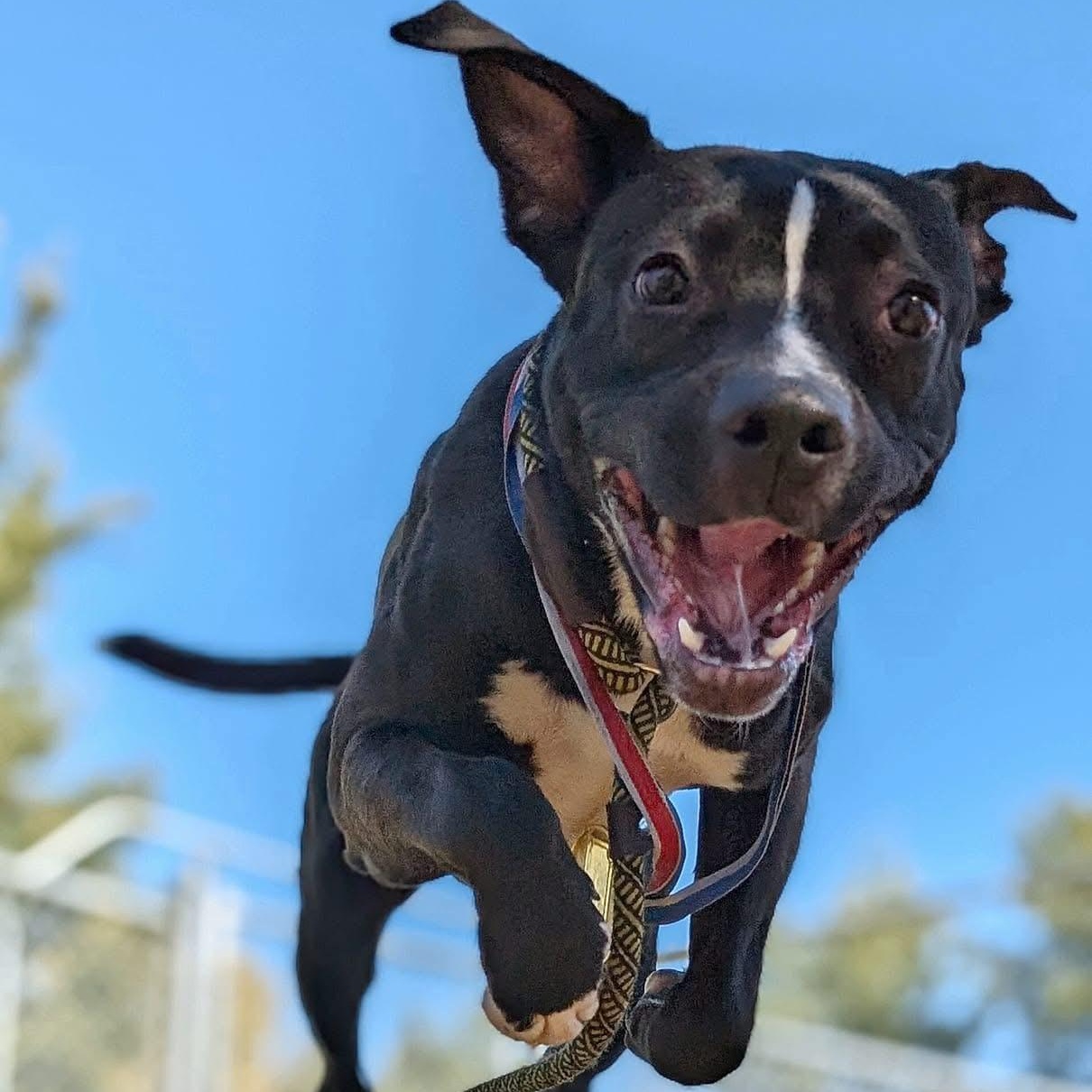 Ski, a Adoptable Pit Bull Terrier in Chicago, IL image 6/6
