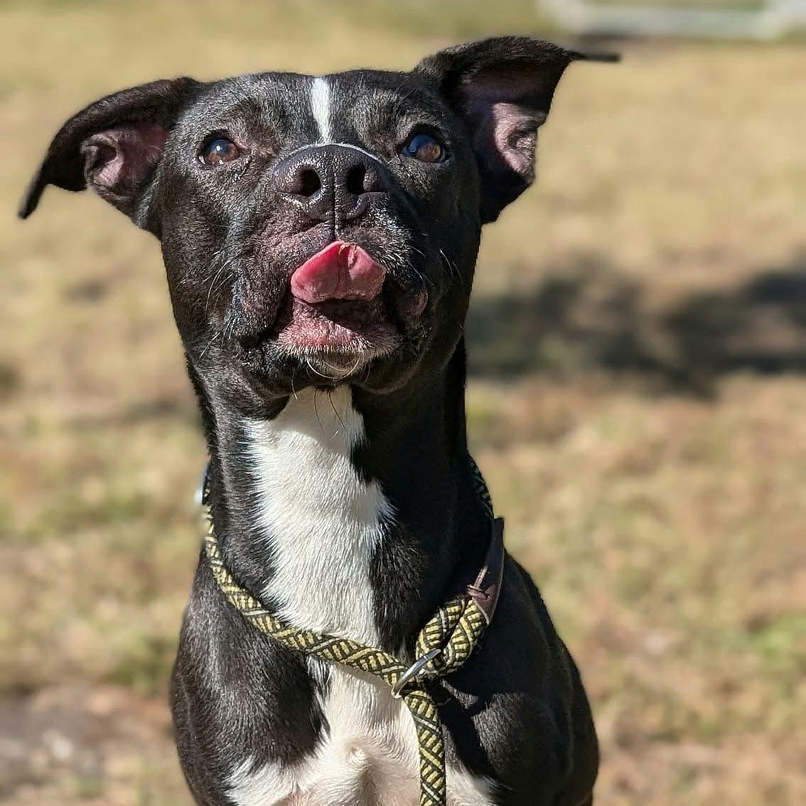 Ski, a Adoptable Pit Bull Terrier in Chicago, IL image 5/6
