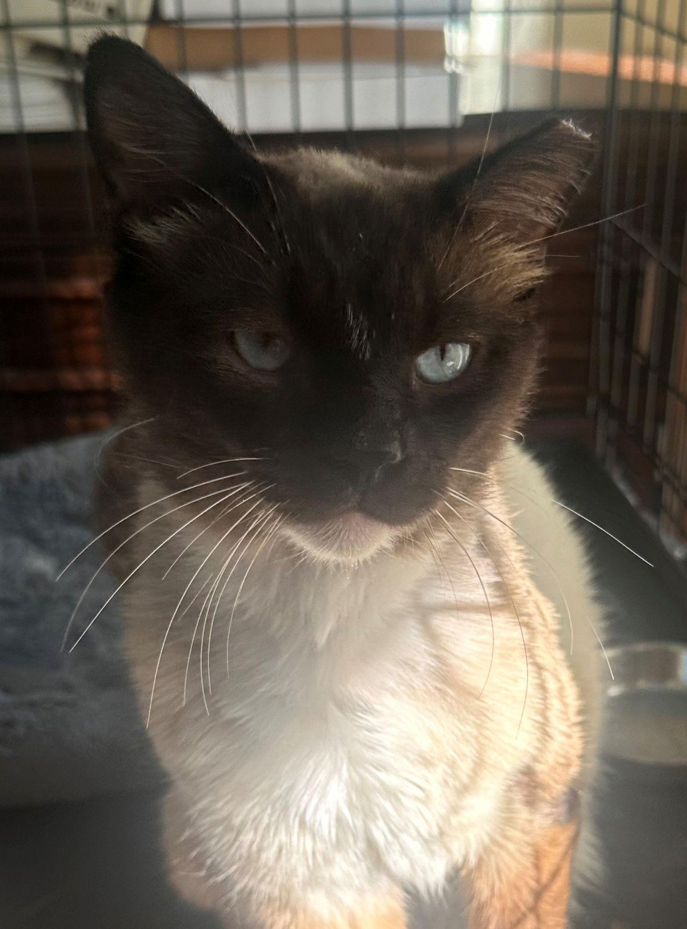 Simon, Adoptable, Adult Male Siamese & Domestic Short Hair.