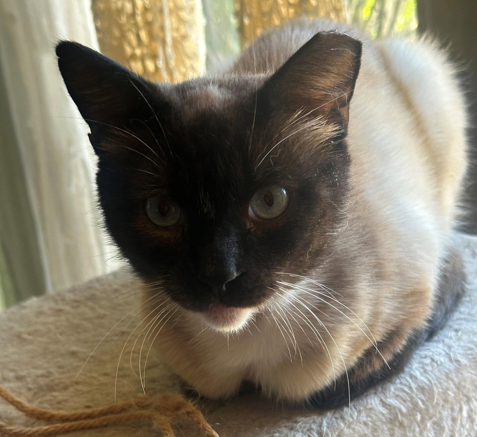 Enlarge Simon, a Adoptable mixed breed in Palo Alto, CA image 2/3