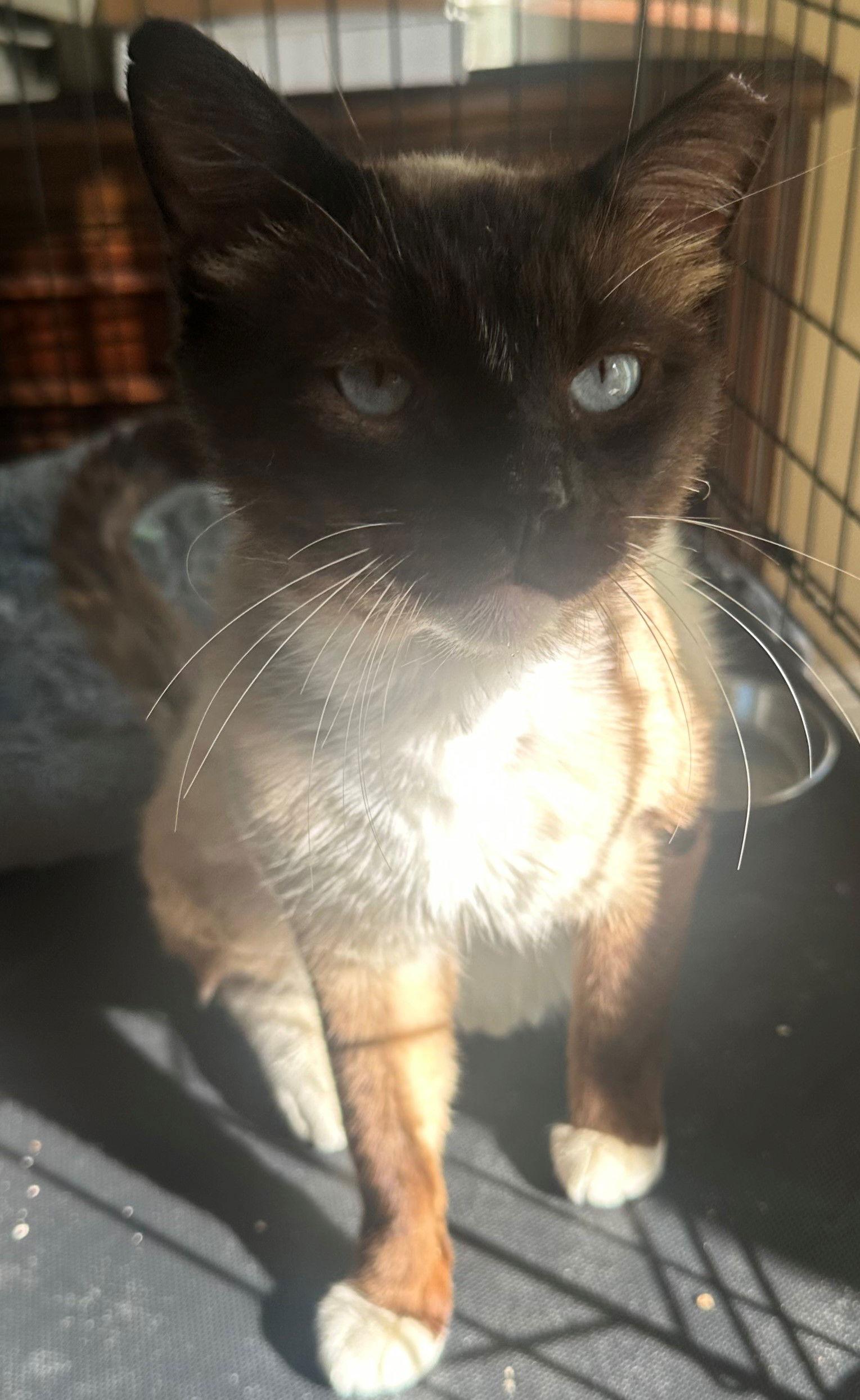 Enlarge Simon, a Adoptable mixed breed in Palo Alto, CA image 3/3