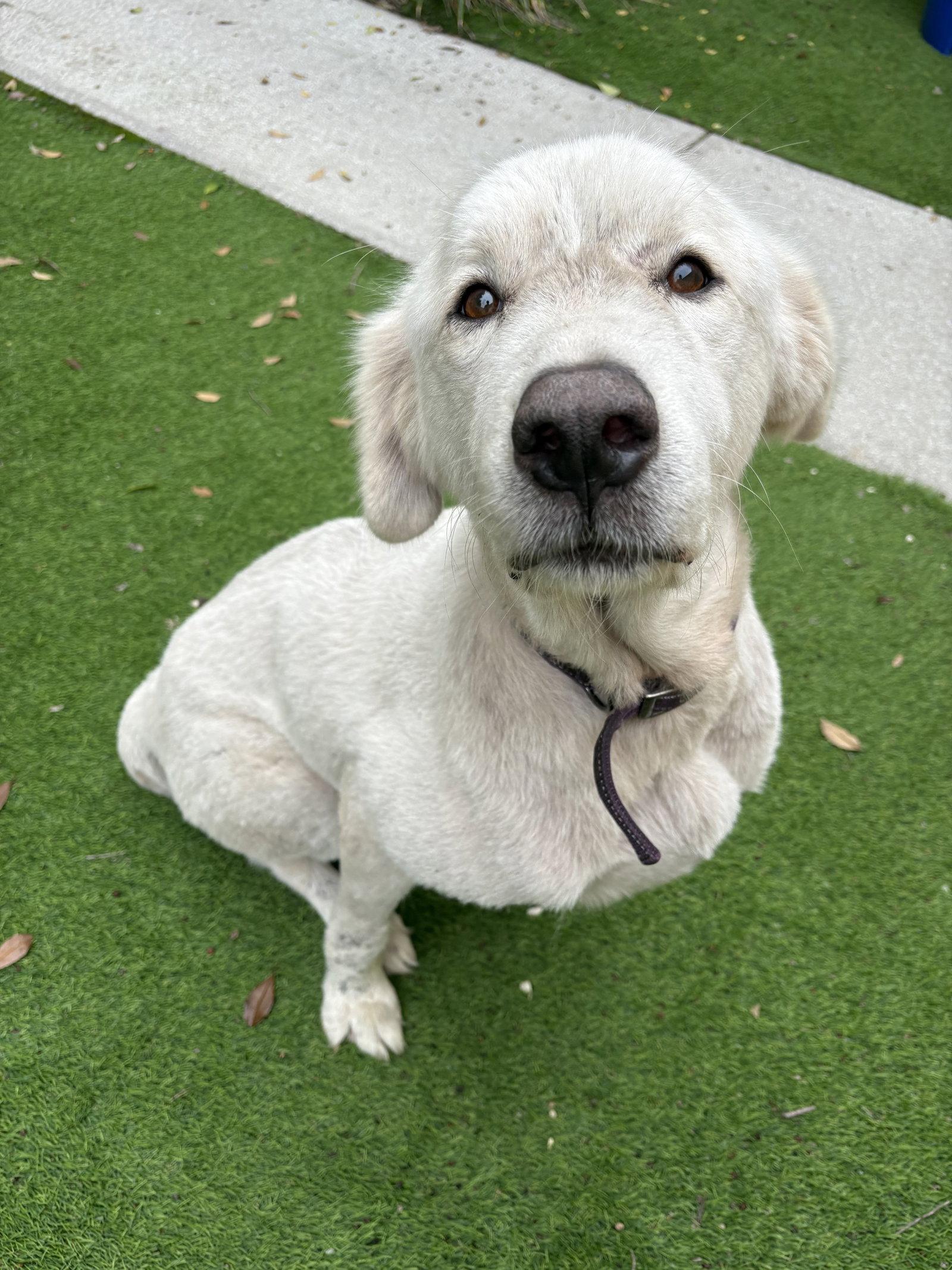 Anya, Adoptable, Adult Female Great Pyrenees.
