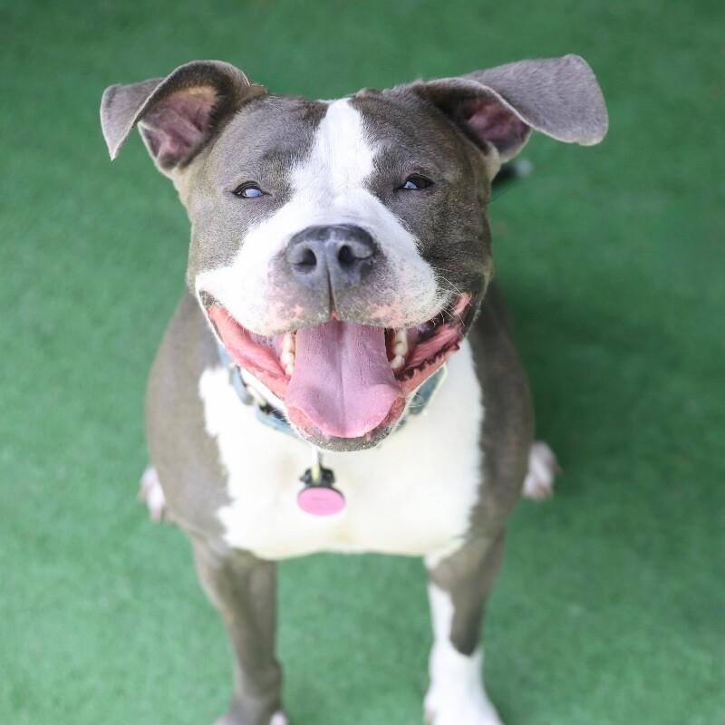 Oreo, Adoptable, Adult Female Pit Bull Terrier.