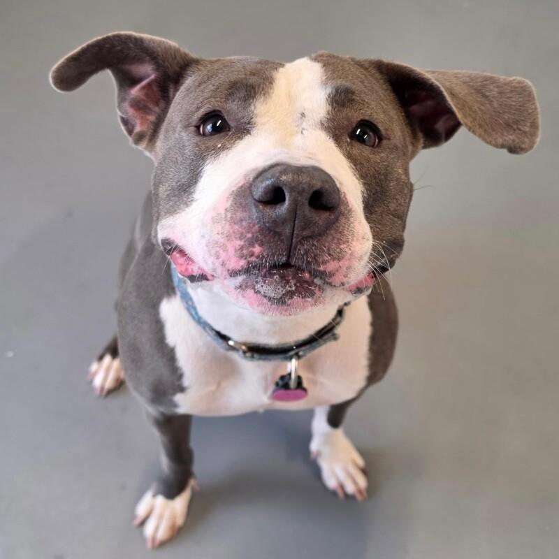 Enlarge Oreo, a Adoptable Pit Bull Terrier in Roanoke, VA image 2/5