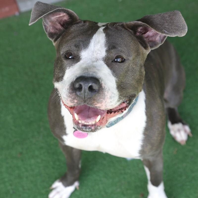 Enlarge Oreo, a Adoptable Pit Bull Terrier in Roanoke, VA image 3/5