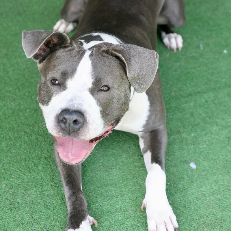 Enlarge Oreo, a Adoptable Pit Bull Terrier in Roanoke, VA image 4/5