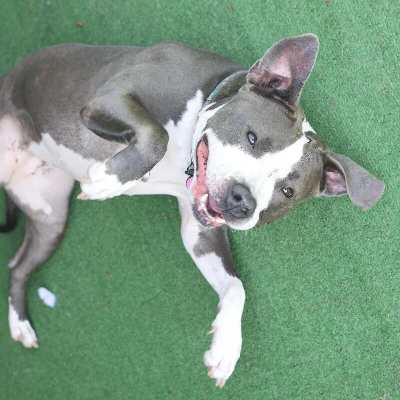 Enlarge Oreo, a Adoptable Pit Bull Terrier in Roanoke, VA image 5/5