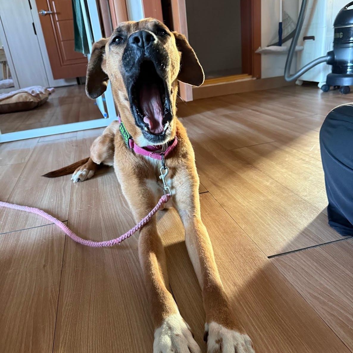 Enlarge Cinnamon, a Adoptable mixed breed in Manchester , NH image 3/6