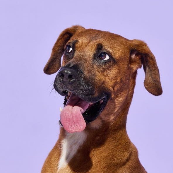 Cinnamon, Adoptable, Young Female Pointer.