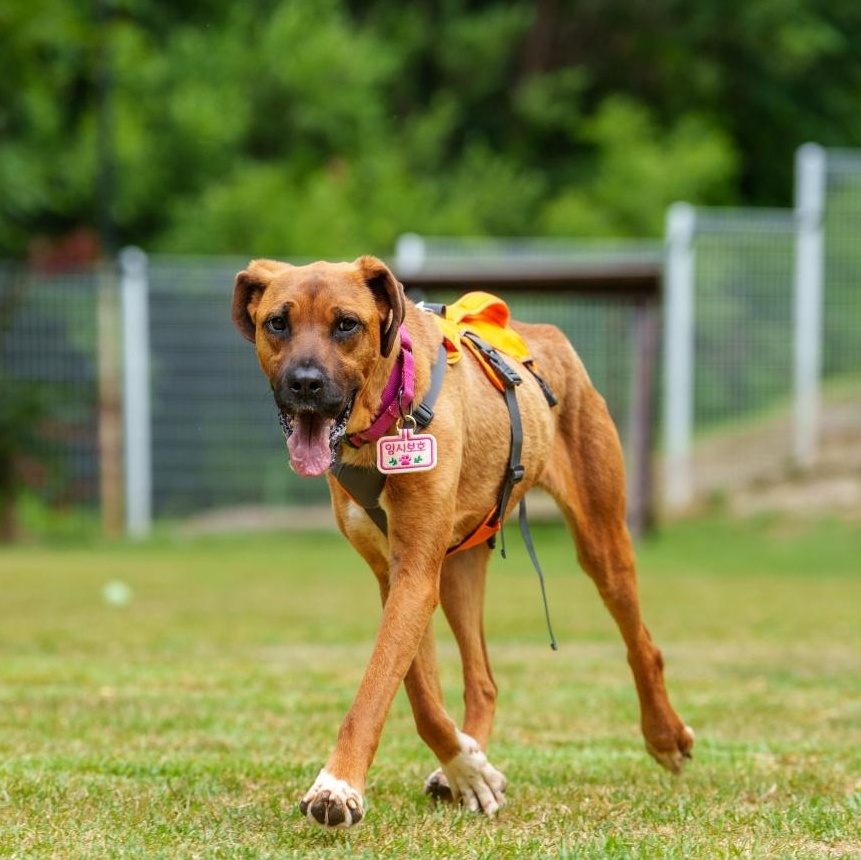 Enlarge Cinnamon, a Adoptable mixed breed in Manchester , NH image 4/6