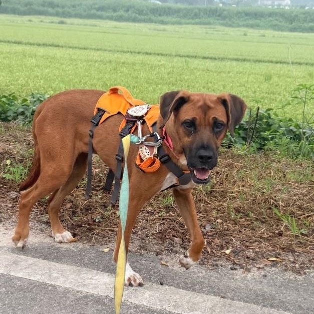 Enlarge Cinnamon, a Adoptable mixed breed in Manchester , NH image 6/6
