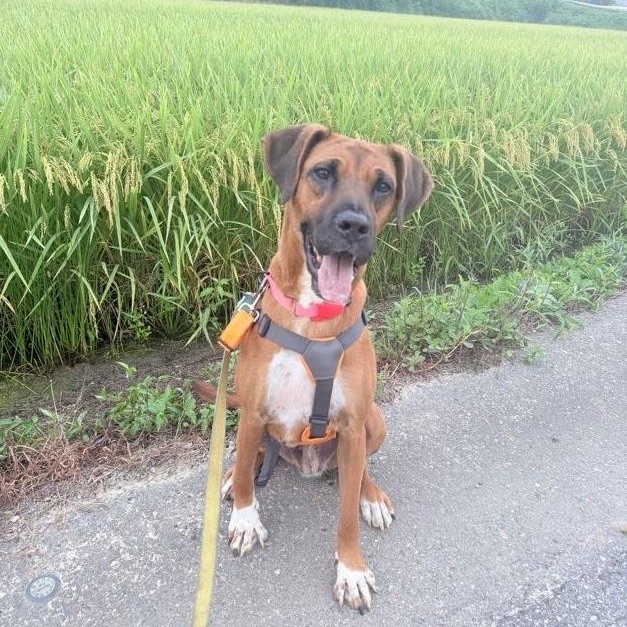 Enlarge Cinnamon, a Adoptable mixed breed in Manchester , NH image 5/6