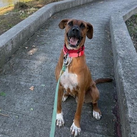 Cinnamon, Adoptable, Young Female Pointer.