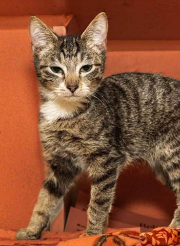 Enlarge GROOPERT, a Adoptable mixed breed in Cookeville, TN image 1/1