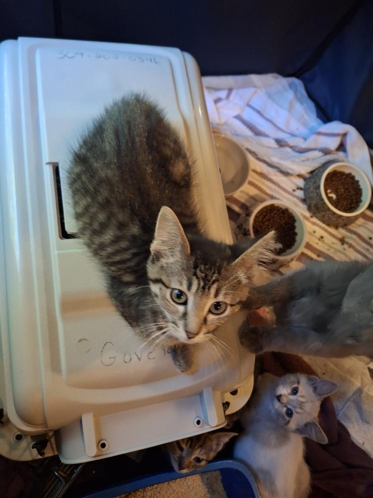 Mallet Beltz, Adoptable, Kitten Female Domestic Short Hair.