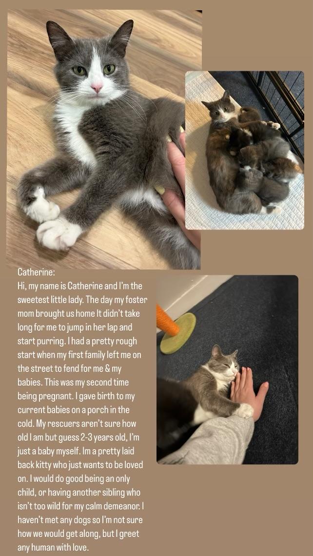 Catherine, a Adoptable Domestic Short Hair in Buffalo, NY image 2/2