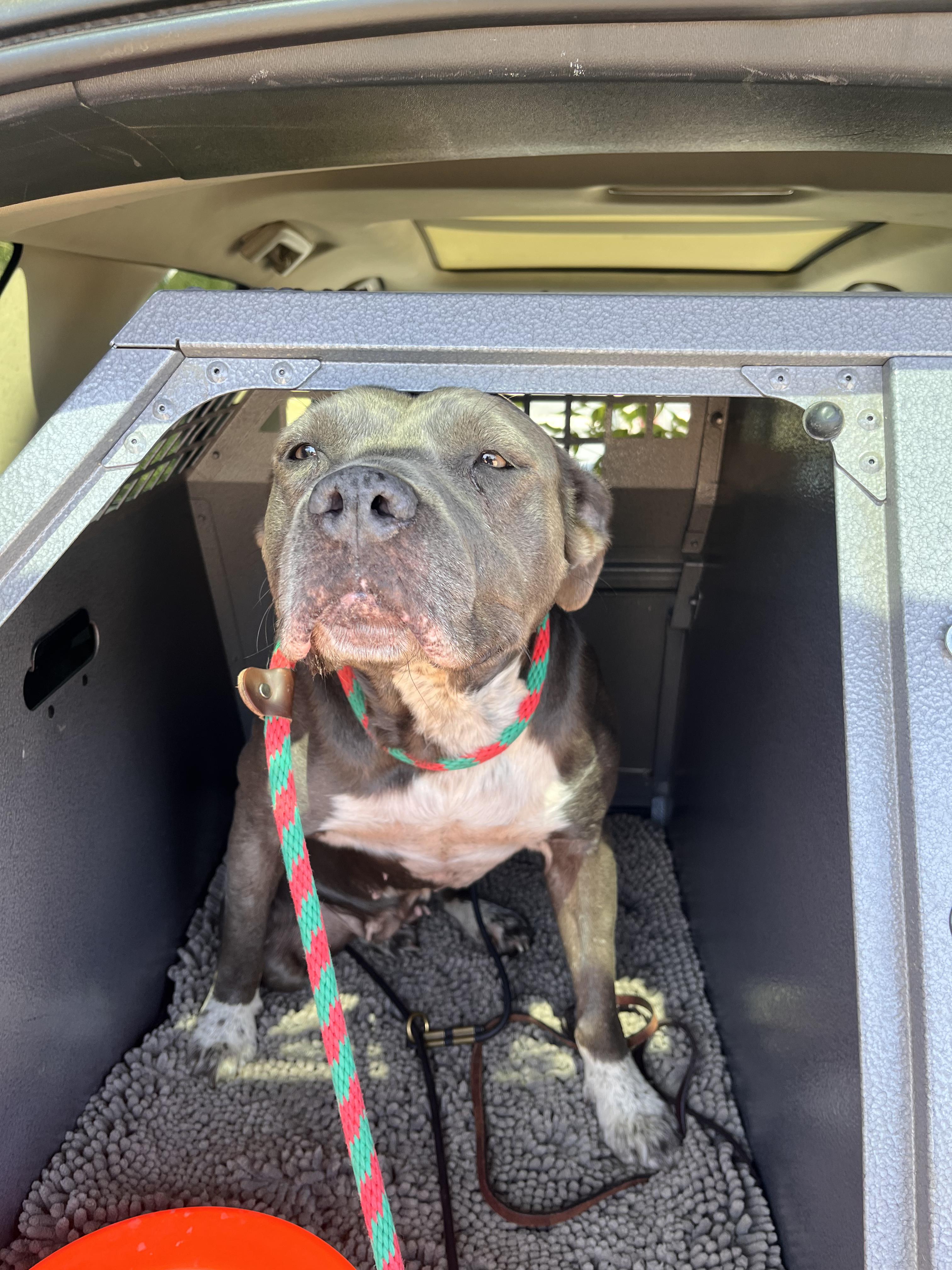 Enlarge Ily, a ADOPTABLE Pit Bull Terrier in Grass Valley, CA image 3/3