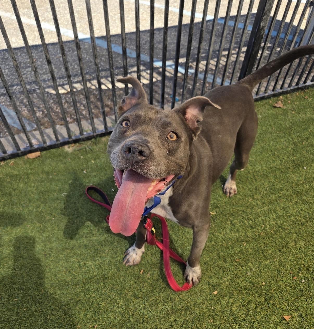 Ily, ADOPTABLE, Young Female Pit Bull Terrier.
