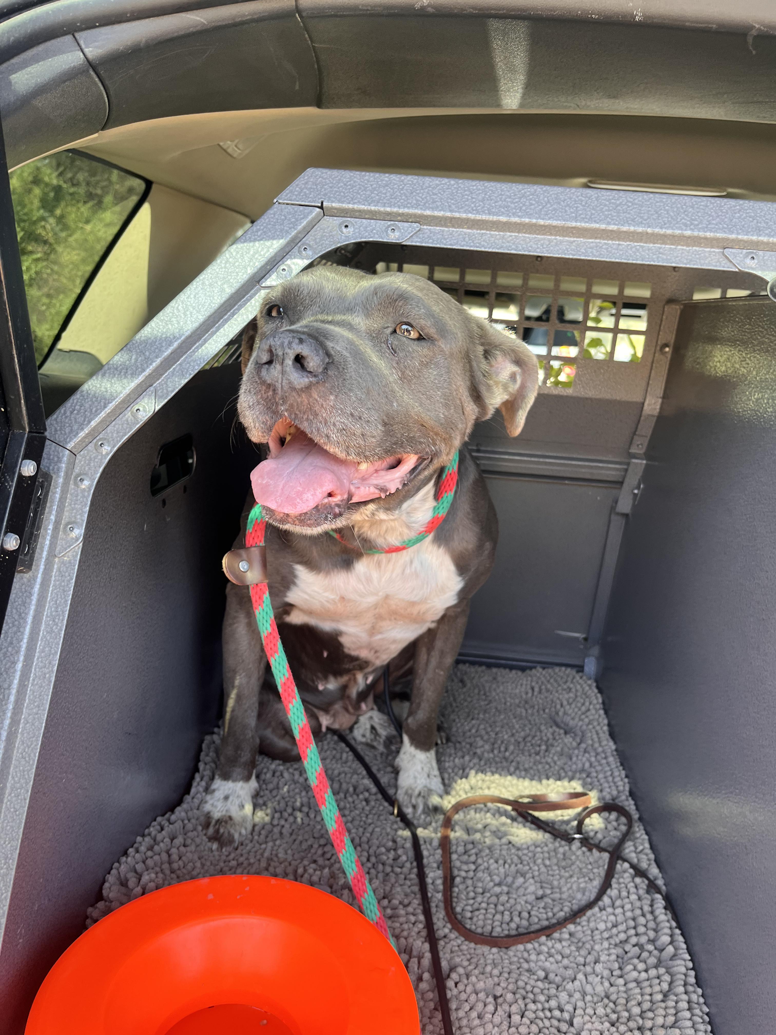 Enlarge Ily, a ADOPTABLE Pit Bull Terrier in Grass Valley, CA image 2/3