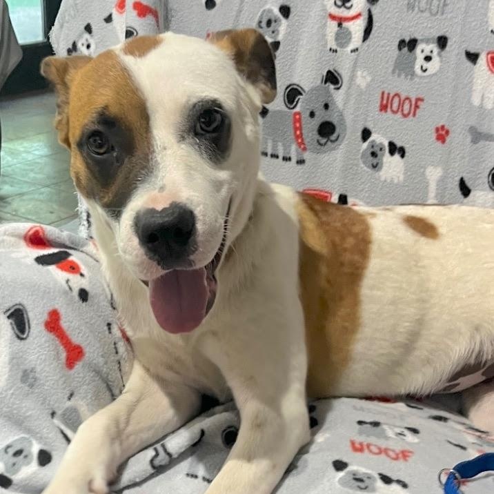 Anne (IN TRIAL ADOPTION)