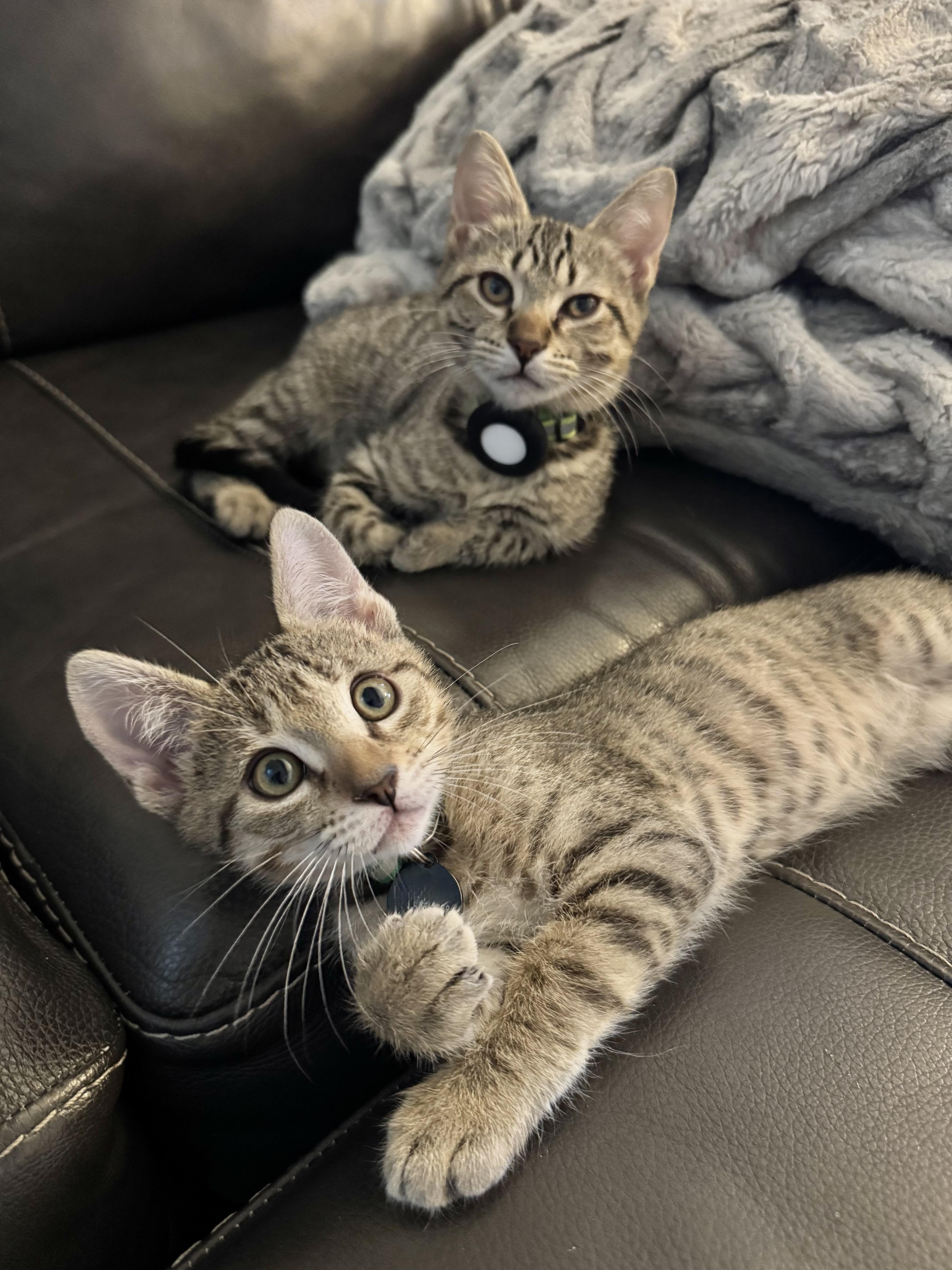 Enlarge Velcro and Turbo, a ADOPTABLE Domestic Short Hair in Denver, CO image 4/6