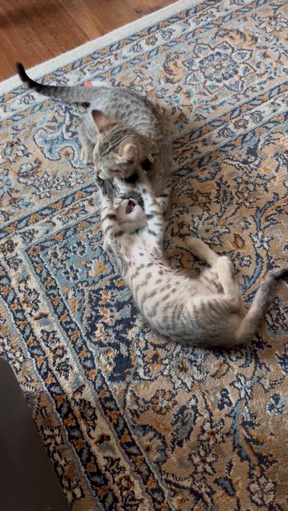 Enlarge Velcro and Turbo, a ADOPTABLE Domestic Short Hair in Denver, CO video 6/6