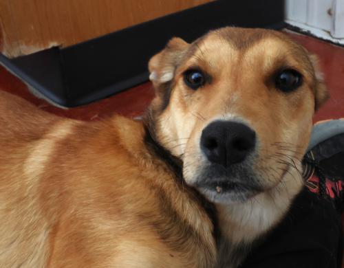 Nyxie, Adoptable, Young Female Shepherd.