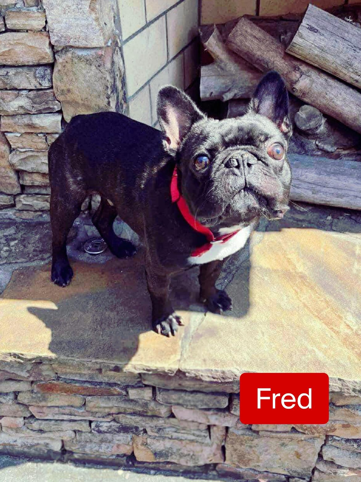 Enlarge Fred, an adopted French Bulldog in Stockbridge, GA image 1/3