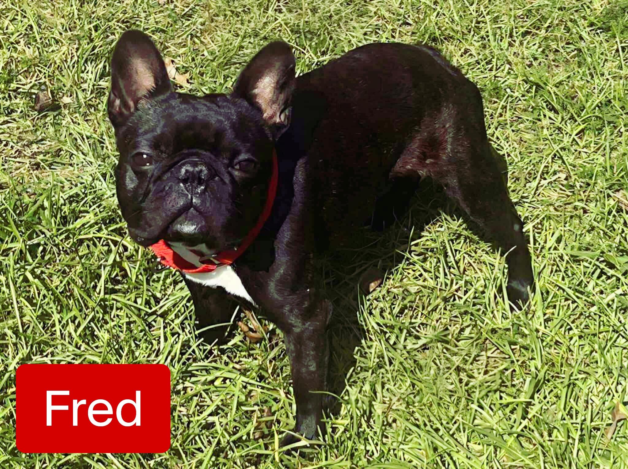 Enlarge Fred, an adopted French Bulldog in Stockbridge, GA image 2/3