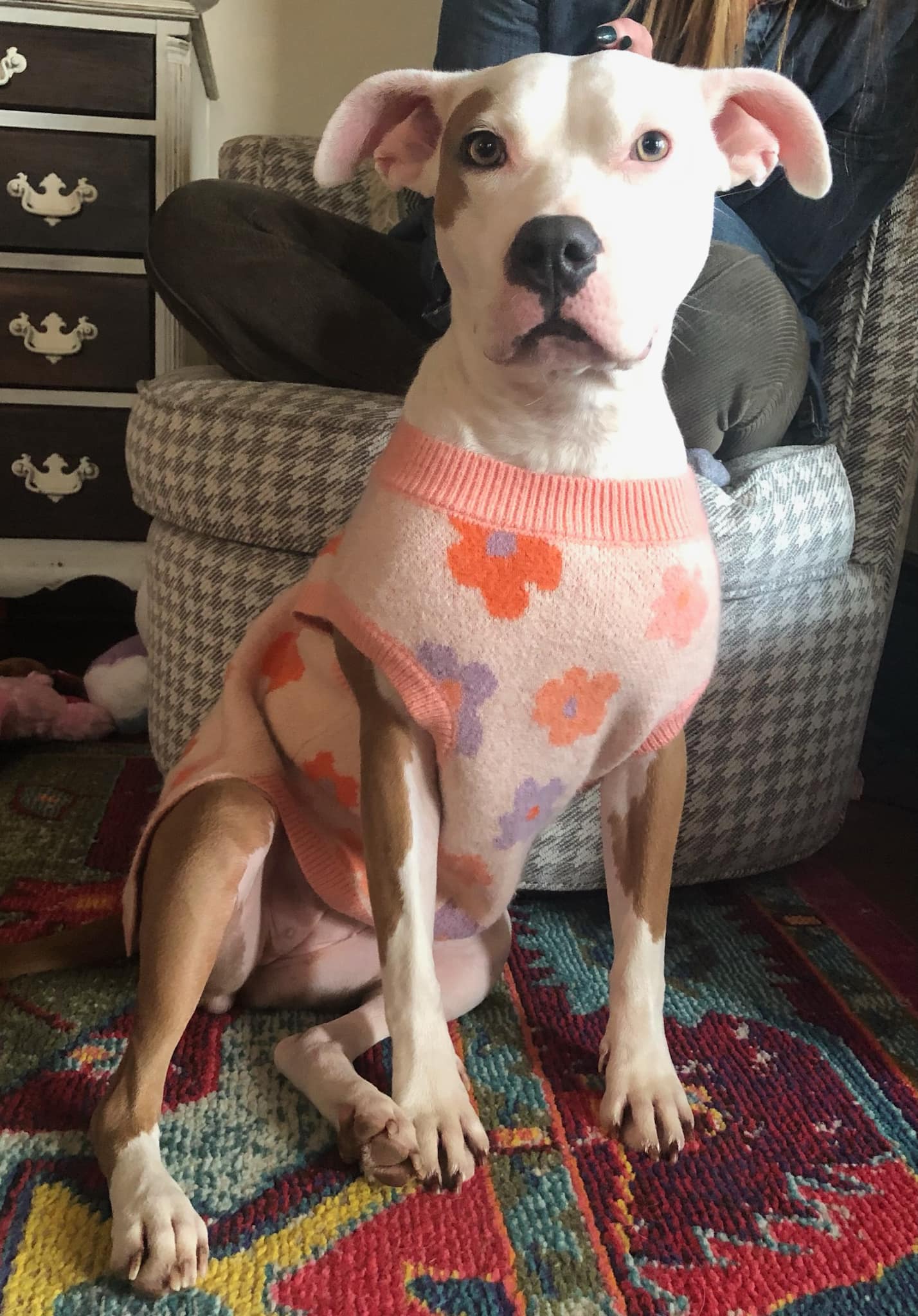 Miji, a Adoptable mixed breed in Minneapolis, MN image 3/6