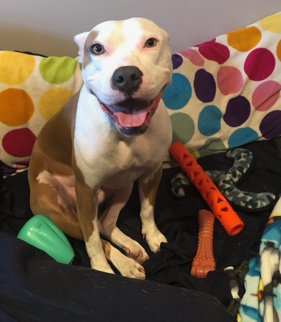 Miji, a Adoptable mixed breed in Minneapolis, MN image 5/6