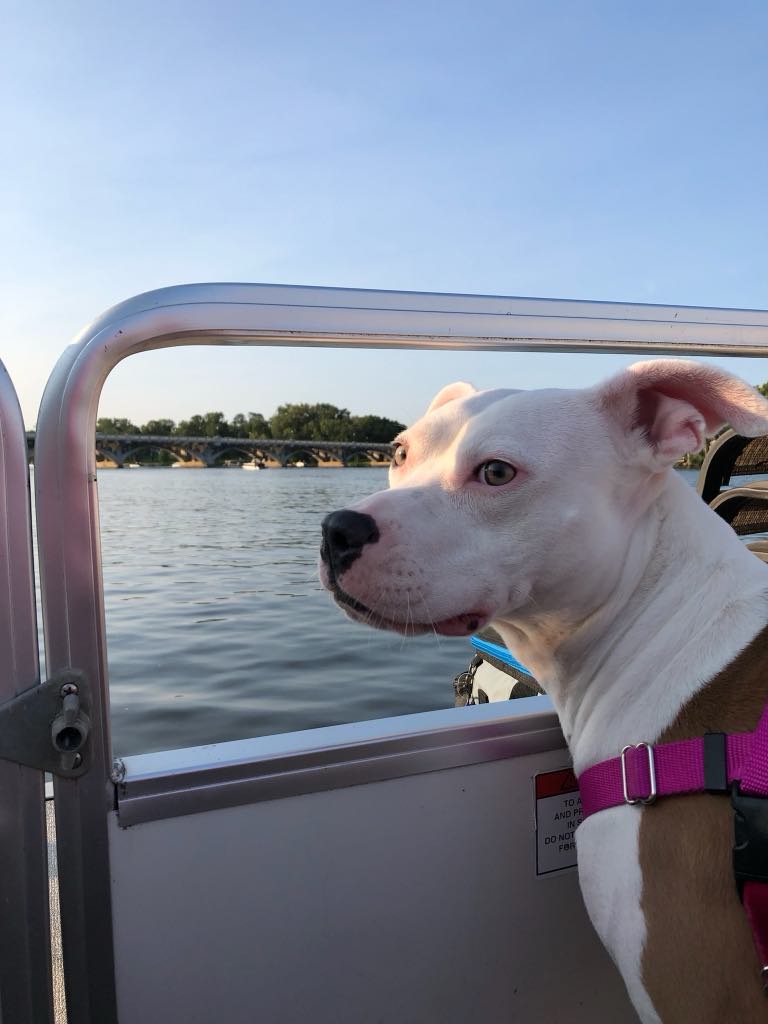 Miji, a Adoptable mixed breed in Minneapolis, MN image 4/6