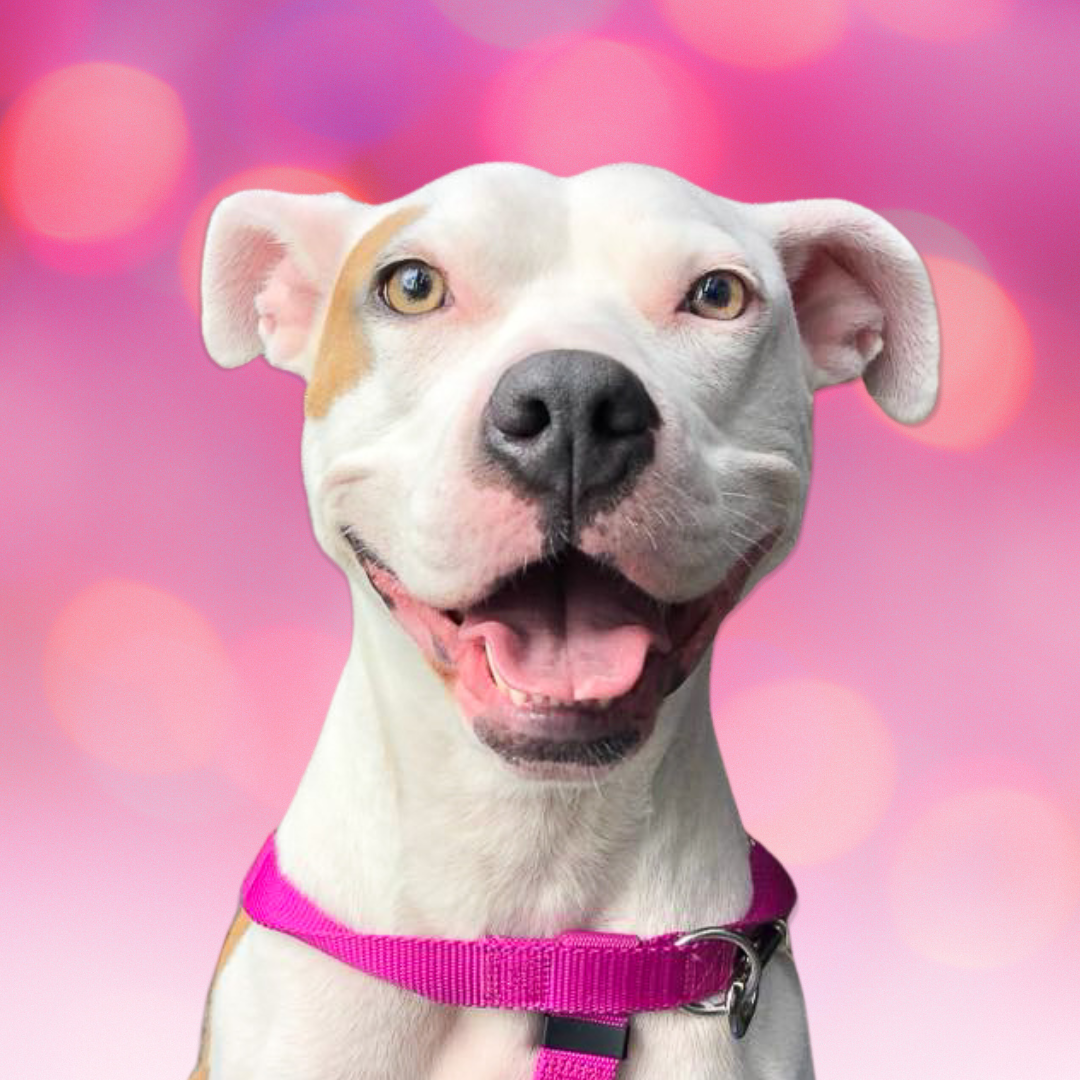 Miji, Adoptable, Adult Female Pit Bull Terrier.