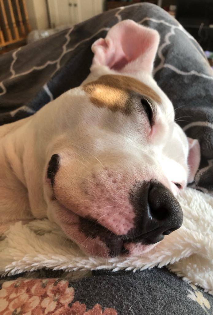 Miji, a Adoptable mixed breed in Minneapolis, MN image 6/6