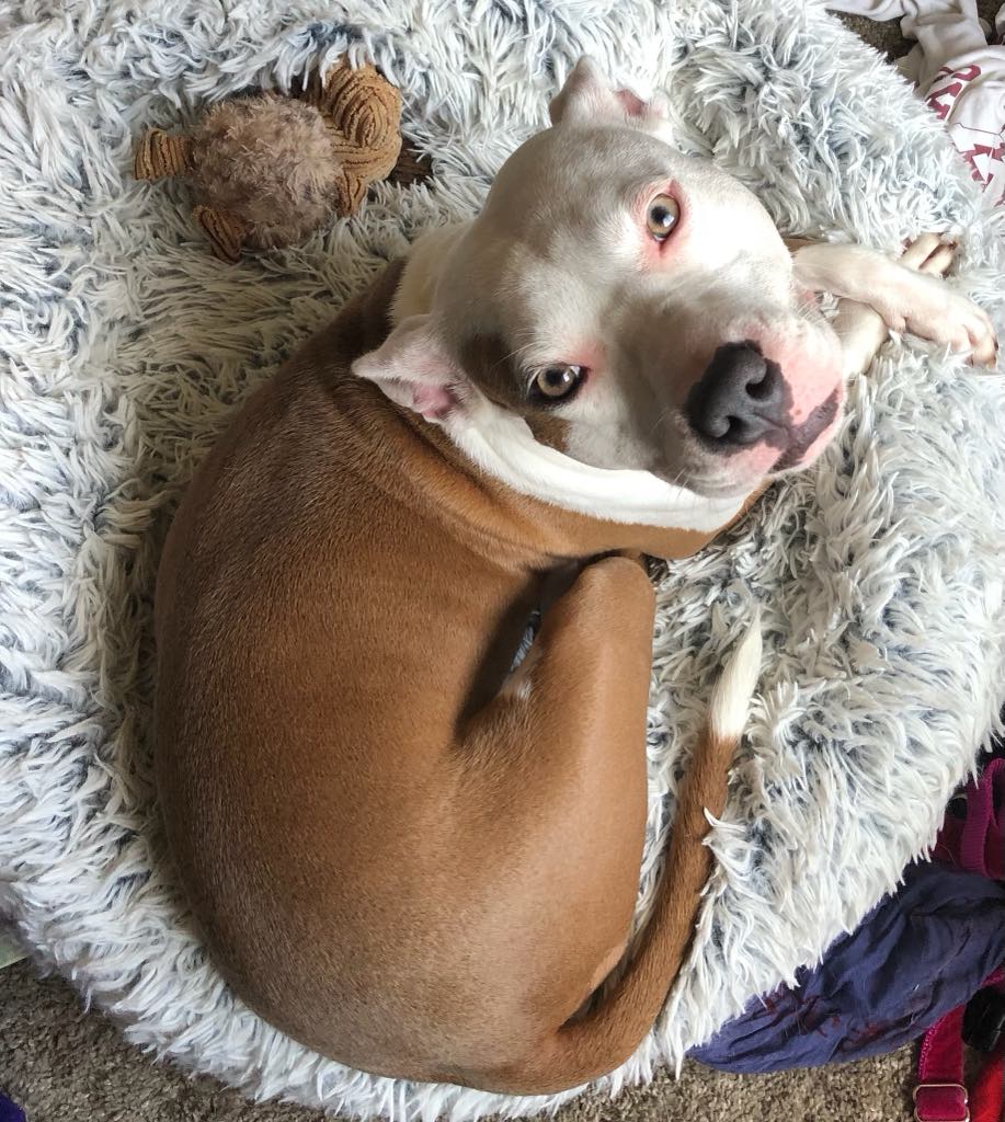 Miji, a Adoptable mixed breed in Minneapolis, MN image 2/6